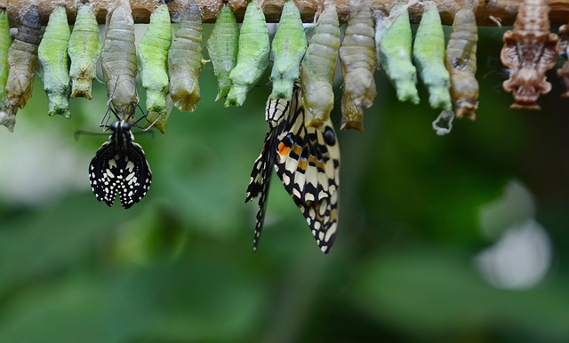 Change Poem - The Caterpillar